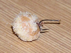 Rohlíkové boilies snadno, rychle a levně Rohlíkové boilies snadno, rychle a levně