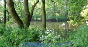 Lov kaprů na malých řekách