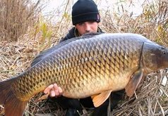 Minimální teplota vody a lov kaprů Minimální teplota vody a lov kaprů