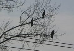 Kormorán zaútočil aj na kaprov v Piešťanoch Kormorán zaútočil aj na kaprov v Piešťanoch