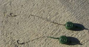 Je lepší ztužený nebo ohebný návazec? (video)