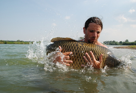 kapr v čisté vodě