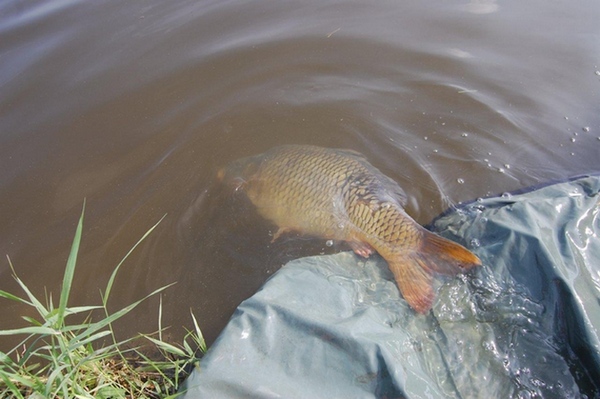 pouštění kapra pouštění kapra