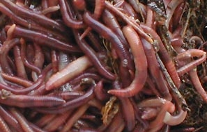 Hnojové červy - hnojní červi