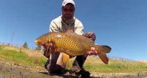 Video: S muškou na říční kapry