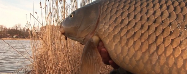 Video: Žijeme lovem kaprů IV. (trailer)