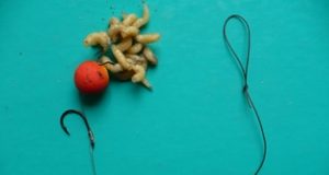 Maggot Rig - ideální návazec do chladné vody