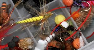 Lov kaprů ve vodním sloupci