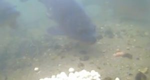 Video: Test boilies pod vodou