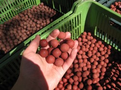 Boilies