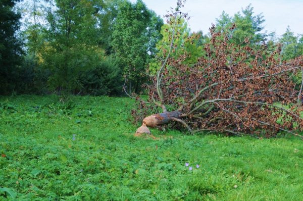 Padlý strom