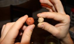 boilies po testování