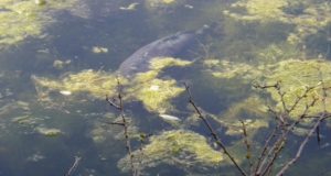 Simon Crow: Jak na nové vody