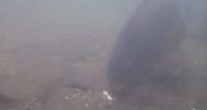 Video: Smažené hranolky jako nástraha na kapry