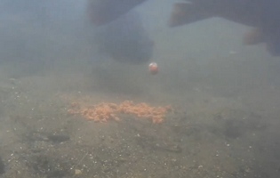 Video: Chod Rig pod vodou