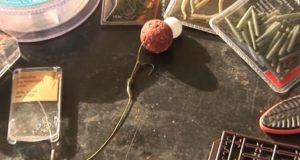 Video: Úspěšný kombinovaný návazec