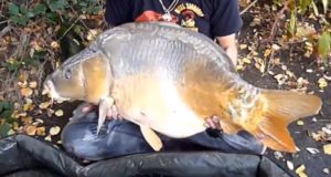 Video: Úlovek kapra o váze 31,80 kg z Rainbow Lake