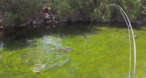 Video: S muškou na kapry