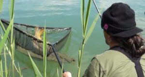 Video: Lov kaprů ve sloupci