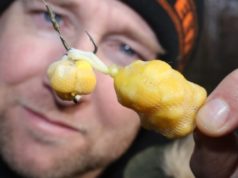 Žluté nebezpečí jménem sladká kukuřice Žluté nebezpečí jménem sladká kukuřice