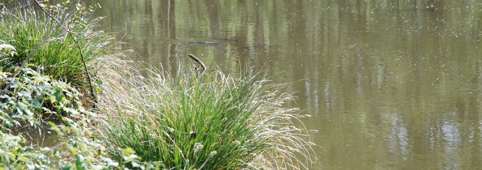 Efektivní krátkodobý lov velkých kaprů během celého roku
