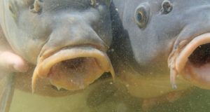 Kapři ve svém živlu a jejich výskyt