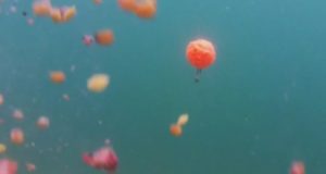 Video: Zimní lov na Zig Rig