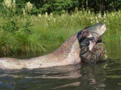 Obří sumci na Sumčáku