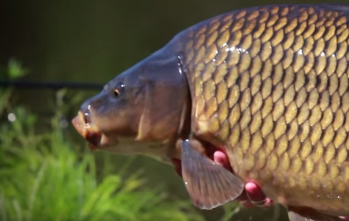 Video: CARP TIME VIII.