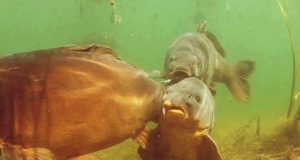 Neprodám je za nic na světě