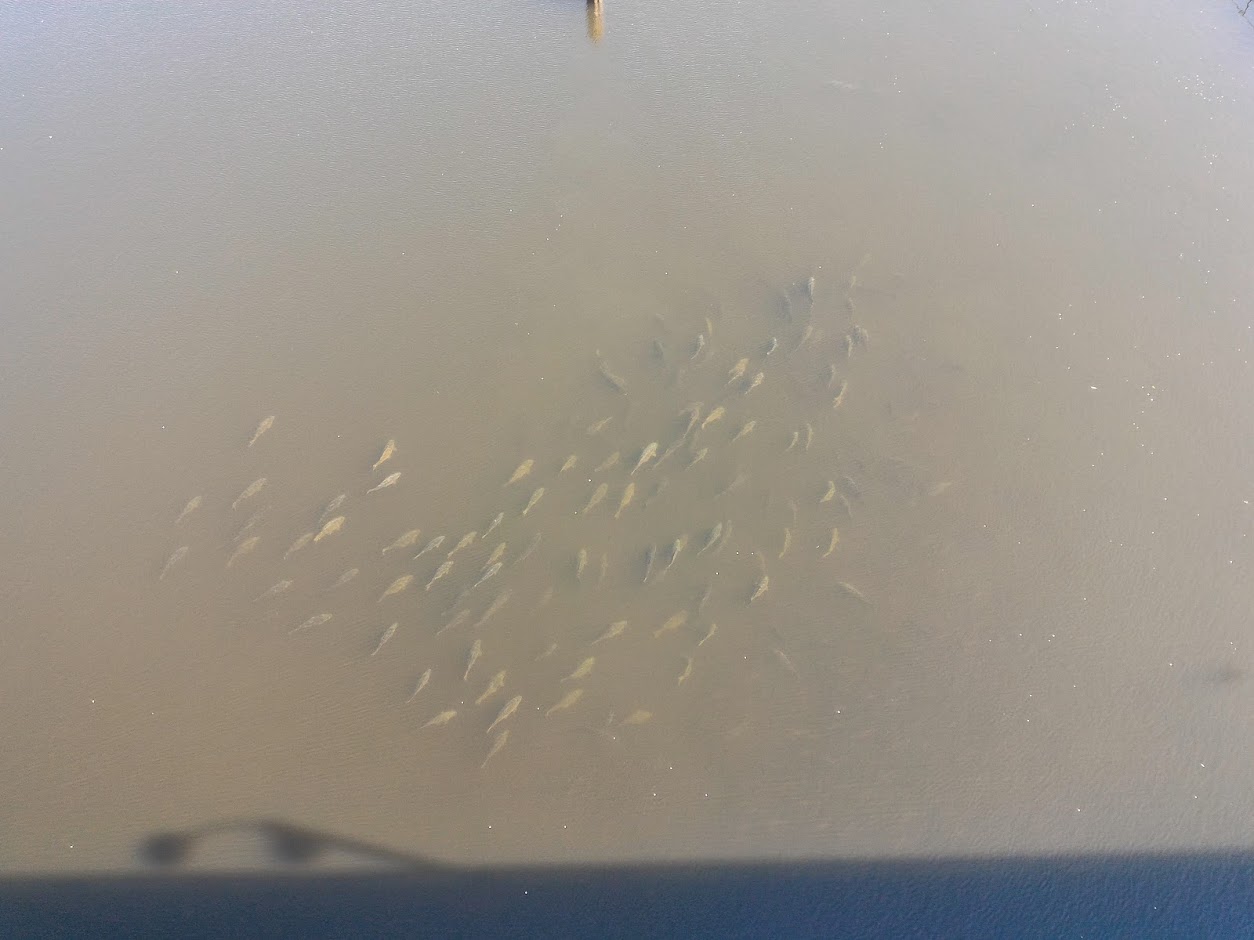 pohled na ryby z mostu