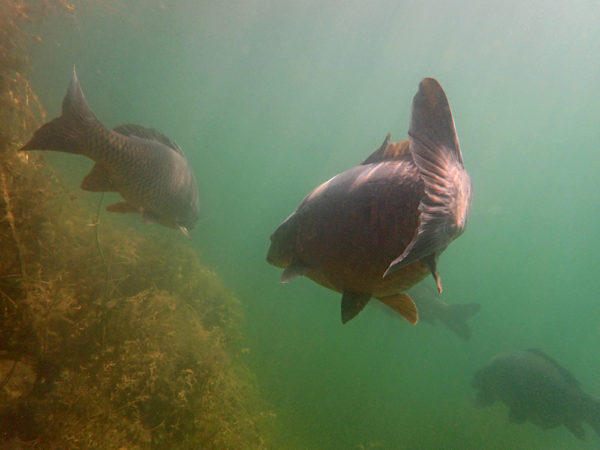 Toto je jeden z nejčastějších obrázků, které můžete vidět pod hladinou – ryba vám ukazuje ocas a maže pryč za hranici dohledu