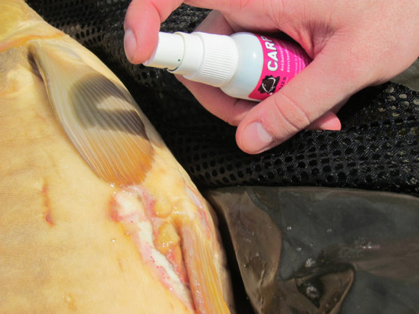 K úlovkom sa je potrebné správať ohľaduplne a prípadné rany, ktoré môže spôsobiť sám rybár alebo ktoré sú spôsobené inak, je vhodné ošetriť. 