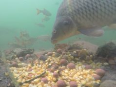 Pod hladinou s kapry (4. díl) - BOILIES vs POP-UP