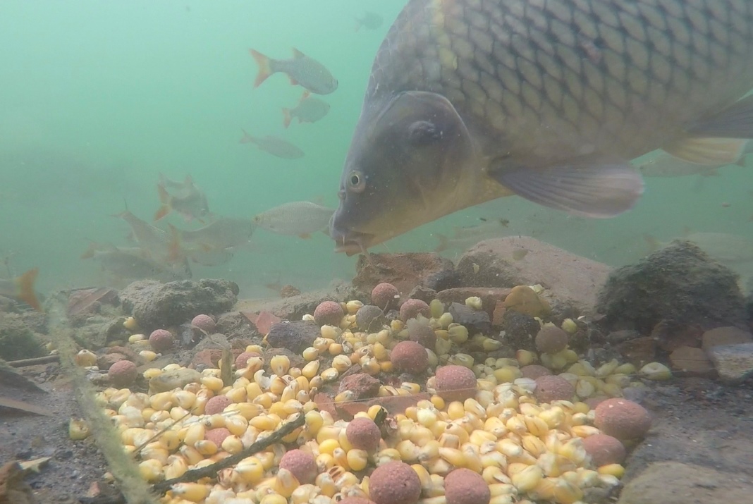 Pod hladinou s kapry (4. díl) - BOILIES vs POP-UP