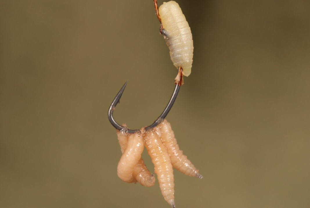 Návazec The Ultimate Maggot Rig