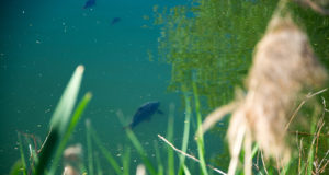 Niekoľko postrehov k jarnému rybolovu (1. díl)