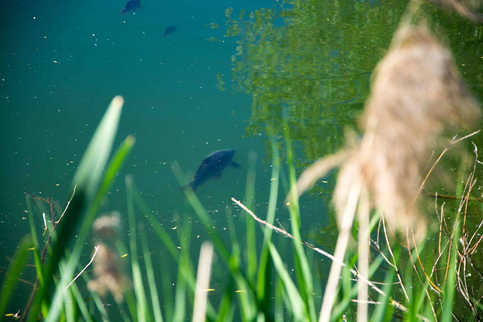 Niekoľko postrehov k jarnému rybolovu (1. díl)