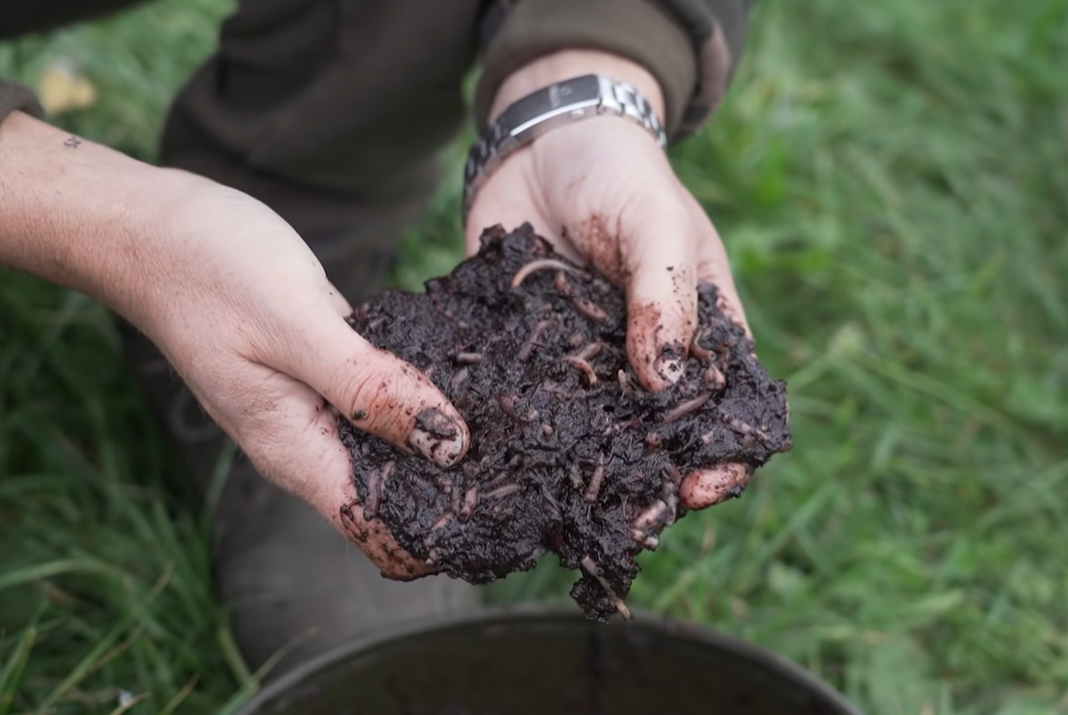 Návrat ke kořenům: Efektivní lov kaprů na žížaly
