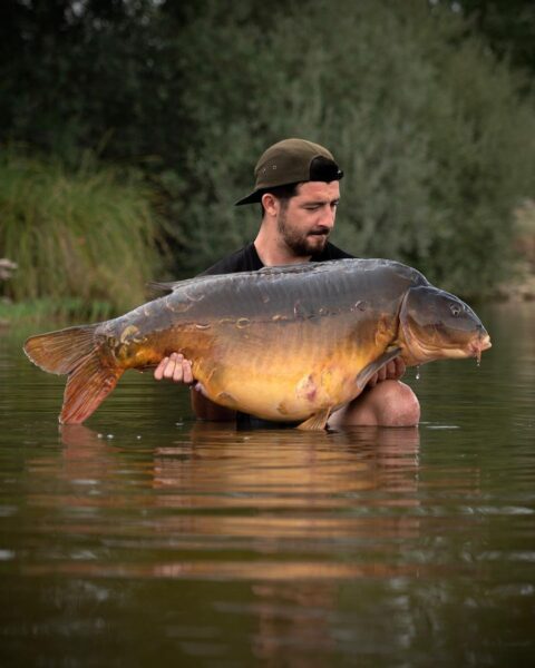 mirror carp