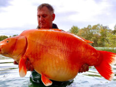 Zprávy ze světa od Steva Briggse 11/2022 Zprávy ze světa od Steva Briggse 11/2022