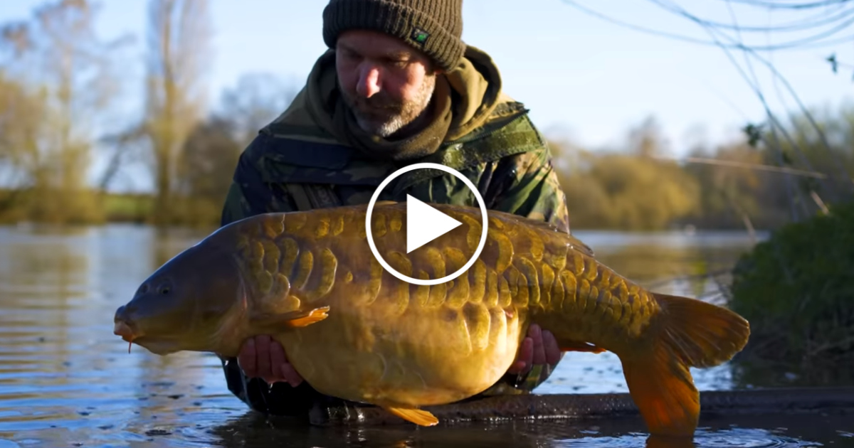 Video: Chod Rig – opomíjená zbraň na opatrné kapry? - LovKapra.com