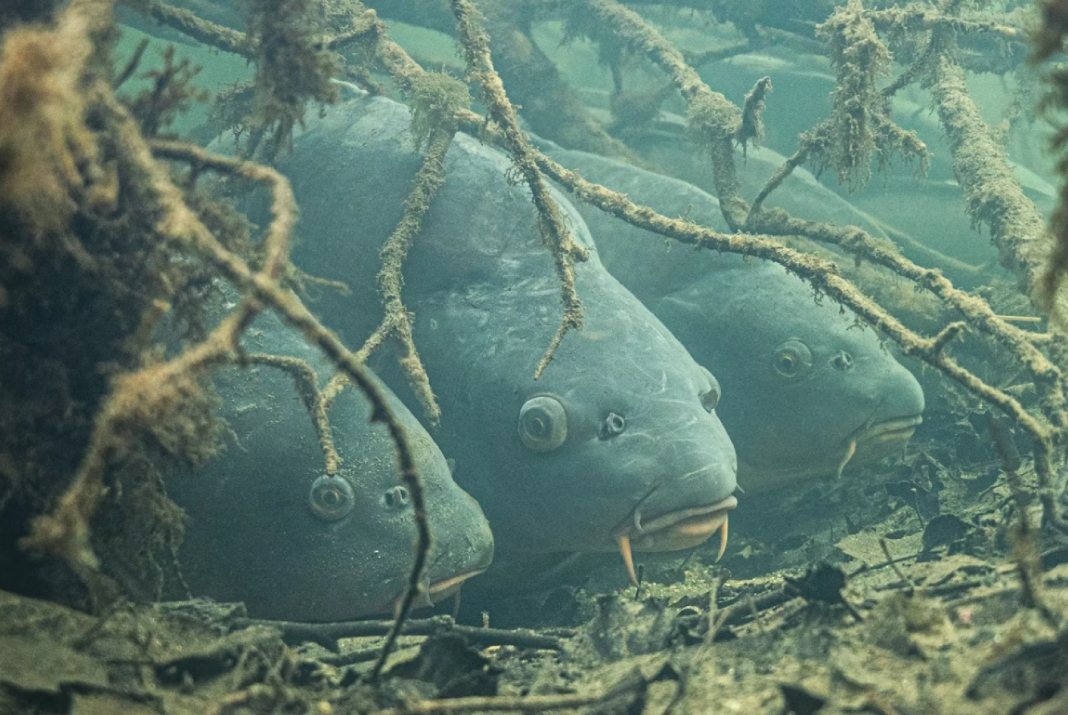 Video: Podvodní lov kaprů na zamrzlém jezeru