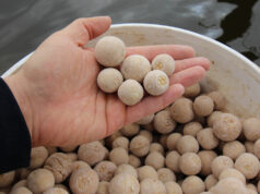 Masivní vnadění - cesta k velkým kaprům