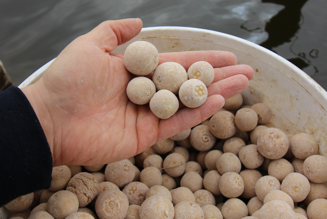 Masivní vnadění - cesta k velkým kaprům