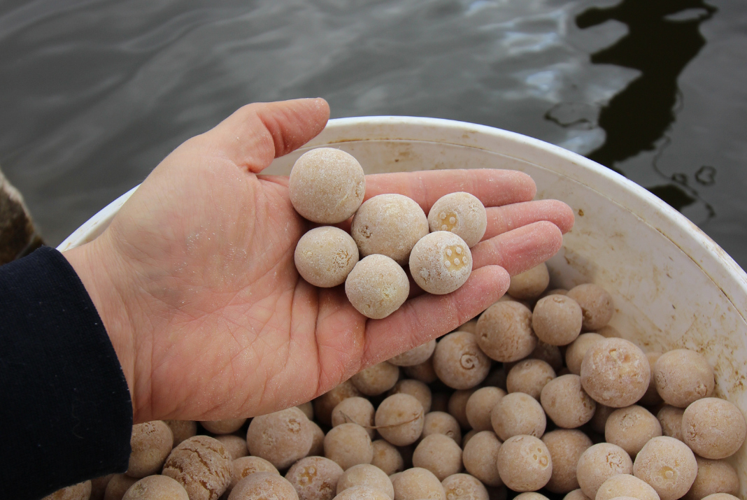 Video: Masivní vnadění – cesta k velkým kaprům!