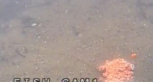 Barevné podvodní záběry kaprů (video)