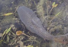 Faktory ovlivňující braní ryb