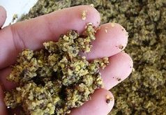 Vynikající krmítková směs na kapry