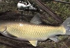 Jak na amura - ukázka z DVD